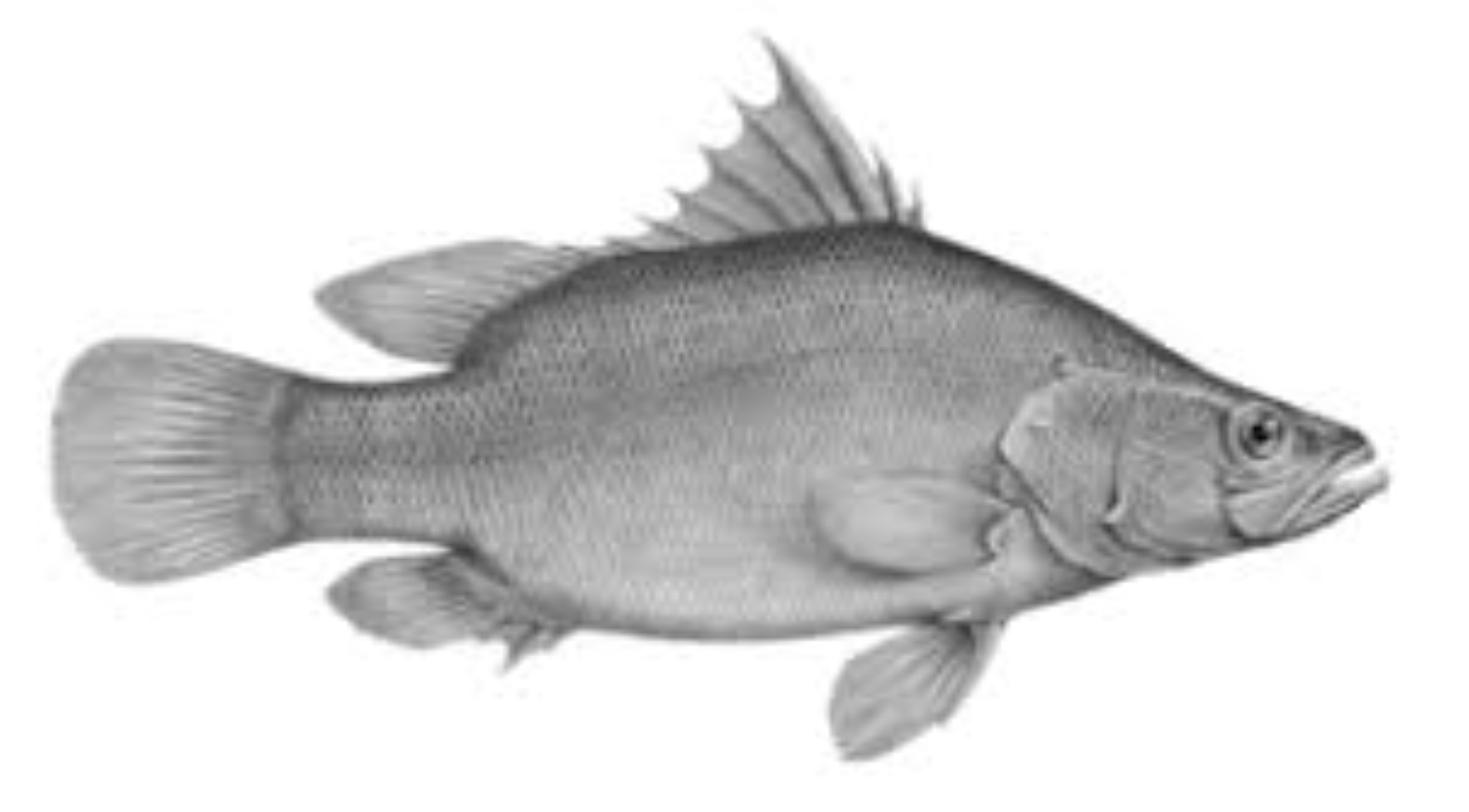 ALPHA NILE PERCH